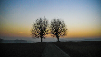 Leafless trees at winter sunset
