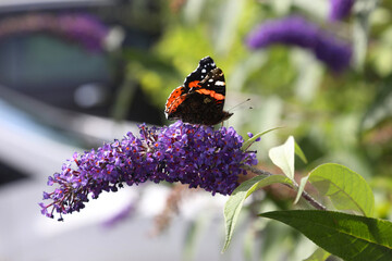 side on view of butterfly on a flower
