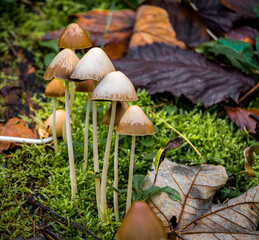Zoom in on autumn mushrooms with ochre tones