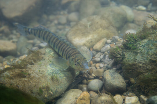 Logperch darter foraging on a rocky riverbed