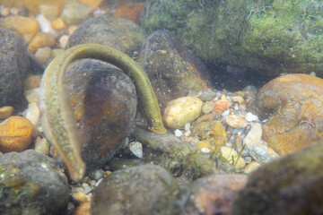 Mountain brook lamprey attached to rocks in a river