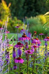 Flower field, summer garden in full color. closeup  pink Echinacea and Salvia subgenus Perovskia. 