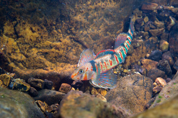 Candy darter displaying on a riverbed