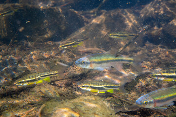 School of mountain redbelly dace and rosyside dace in river