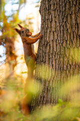 Squirrel eating nut in park. Autumn in the park. Red squirrel on a tree