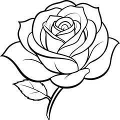 white rose isolated on white