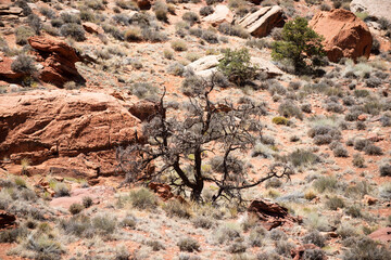 Rock canyon background, rocky texture. Canyon on the border of Nevada and Arizona. Desert mountain in National Park, Utah.