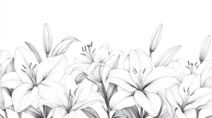 Line art illustration of white lily flowers arranged in a horizontal composition set against a clean white background