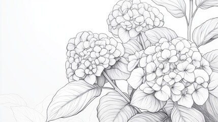 Hydrangea Illustration Botanical Line Art Sketch Design