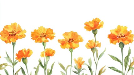 Obraz premium Hand drawn watercolor illustration of abstract marigold flowers isolated on a white background