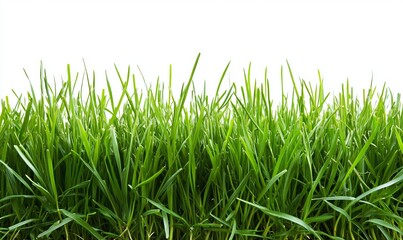 Obraz premium green grass on white background