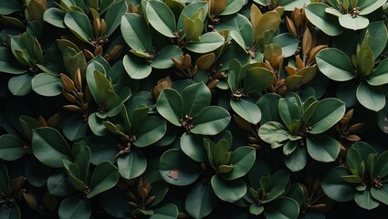 Fototapeta premium Luxurious magnolia leaves creating a dense lush pattern on dark backdrop