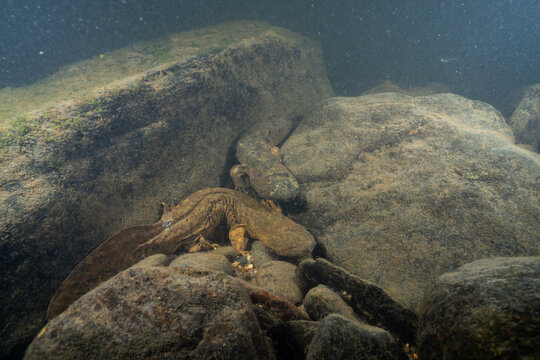 Two hellbenders on rocky riverbed