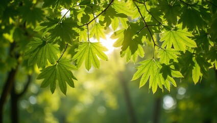 Vibrant oak leaves forming intricate pattern illuminated by sunlight