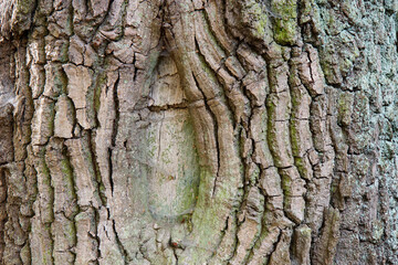 tree bark, close-up, rough old oak trunk