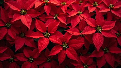 Festive holiday background with vibrant red poinsettia leaves in bold pattern