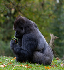 Gorilla