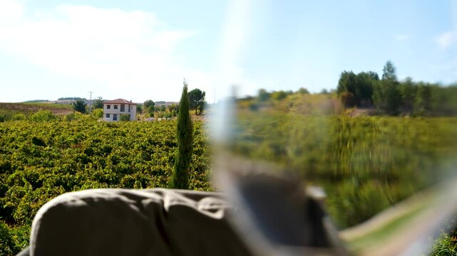 Bountiful Grape Vineyard, vineyard filled with rows of vibrant green vines, where lush grapes flourish, destined to become exquisite wine