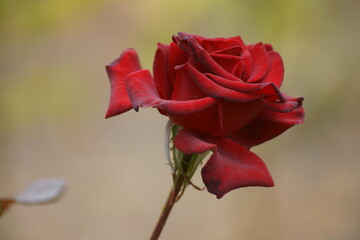 red rose with water drops