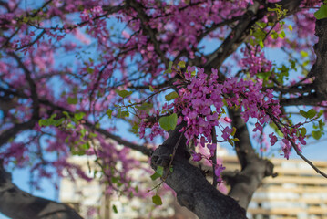 blossom, flower, nature, plant, spring, purple, flowers, garden, pink, blossom, bloom, summer, lilac, beauty, violet, wild, flora, blooming, bee, closeup, grass, macro, petal, close-up, pink, cercis