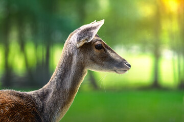 hirsch im profil steht vor grünem wald mit lichtstrahlen im hintergrund