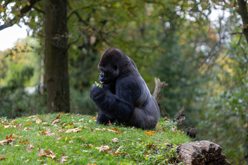 gorilla