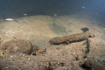 Brown hellbender on sandy rock