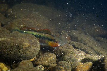 Tangerine darter displaying on a riverbed