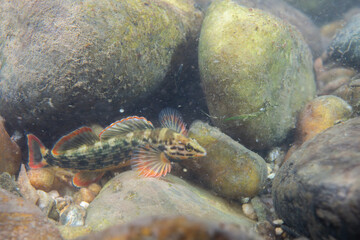 Redline darter displaying on a riverbed