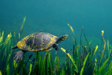 Suwannee cooter swimming over aquatic grasses