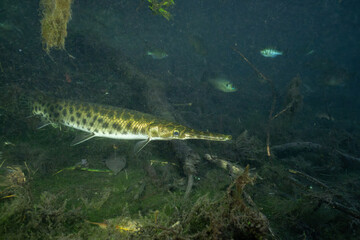 Florida gar swimming in dark wetland