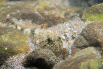 Mottled sculpin at the bottom of a river