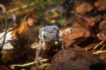 Spring peepers breeding in vernal pool