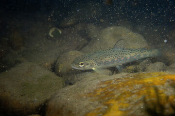 Juvenile rainbow trout in a rocky river
