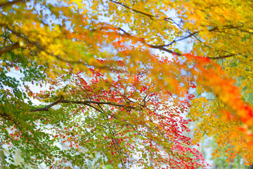 紅葉