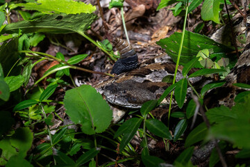 Obraz premium Timber rattlesnake laying to wait in ambush