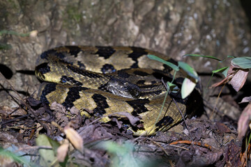 Timber rattlesnake laying to wait in ambush