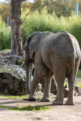 elefant