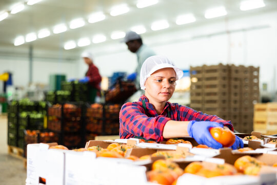 Hardworking young farmer woman inspects freshly picked tomatoes from crates while working at a vegetable depot