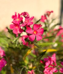 Obraz premium Sunset pink flower in a garden