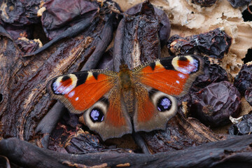 Closeup on Peacock butterfly , Inachis io, eating form rotten fruit in the garden