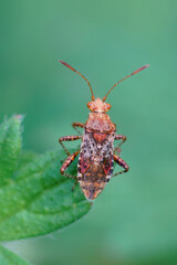 Closeup on on an adult scentless plant bug species, Rhopalus subrufus in the garden