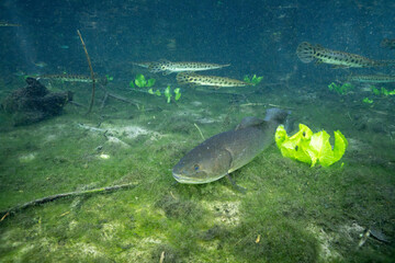 Bowfin at the bottom of mossy spring