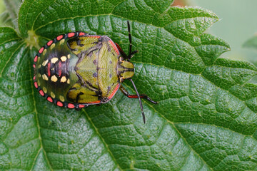 Closeup of a colorful green nymph of the Southern Green Stink Bug, Nezara virudula in the garden