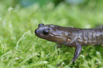 Closeup on the rare Taiwanese Jeju or Cheju salamander, Hynobius quelpartensis, sitting on moss