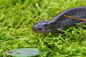 Closeup on a blue spotted juvenile of the endangered Asian Tokyo salamander, Hynobius tokyoensis on green moss