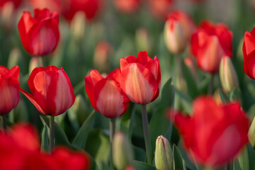 Flowers background. Spring blossom concept. Tulip flowers. Design for Valentines Day, Easter. Spring banner.