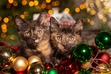 Kittens against the background of Christmas tree decorations and a New Year tree.