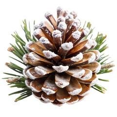 Fototapeta premium Snowy pine cone, detailed view with green needles, transparent or white isolate background.