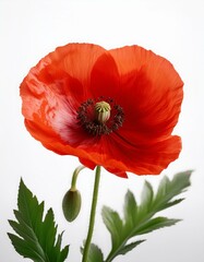 Single red poppy flower